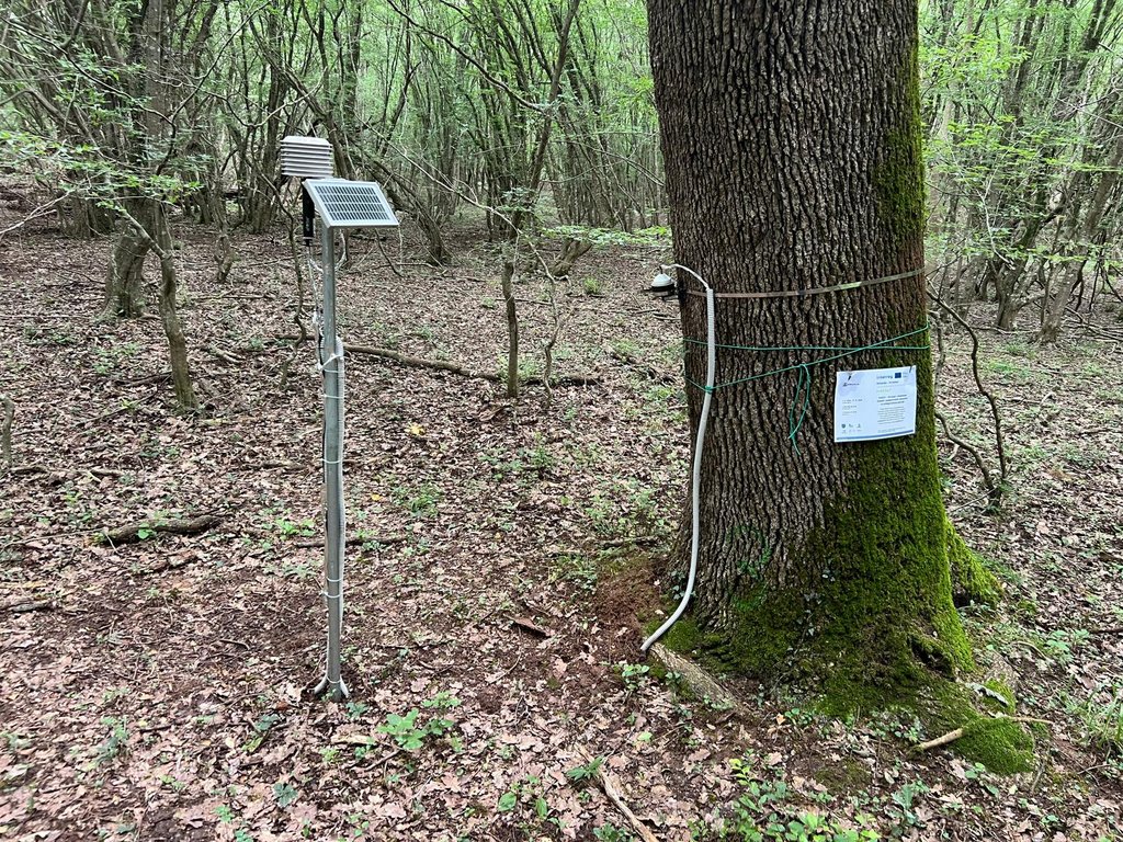 dendrokronometar - FoRESisT