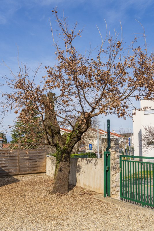 ForesistDubašljanskiDrmun_HrvojeKosir_2026-34